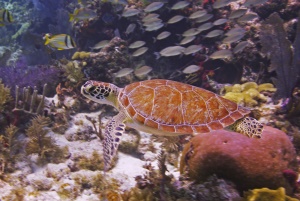 onderwaterwereld | Key Largo